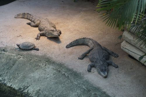 crocodile cayman alligator