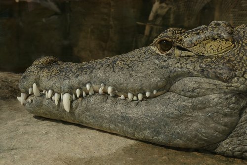 crocodile  reptiles  alligator