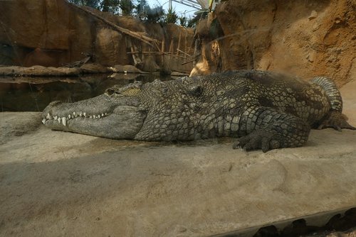 crocodile  predator  zoo