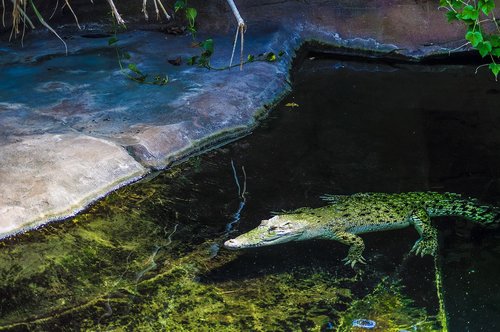 crocodile  water  reptile