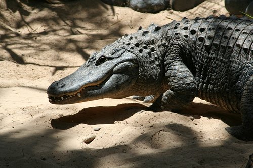 crocodile  reptiles  animals