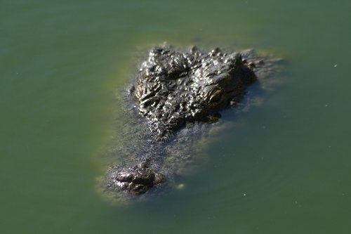 crocodile  reptile  animal