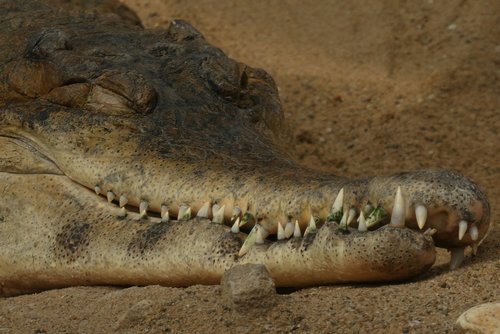 crocodile  babu  zoo