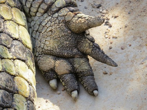 crocodile  hand  nature