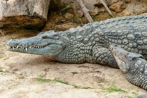 crocodile  reptile  tortie