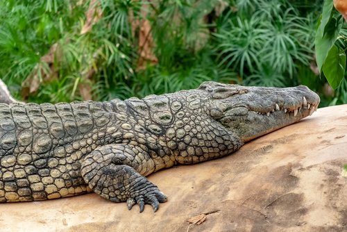 crocodile  reptile  tortie
