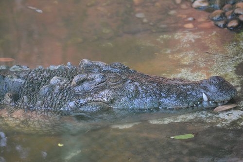 crocodile  zoo  reptile