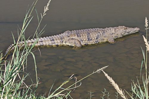 crocodile reptile amphibian