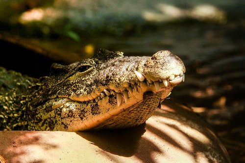crocodile  sun  vacation