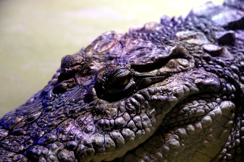 crocodile  nile crocodile  crocodylus niloticus