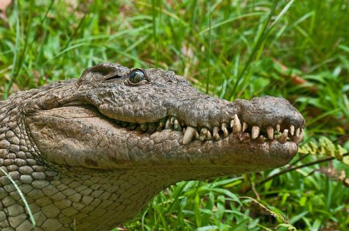 crocodile alligator predator