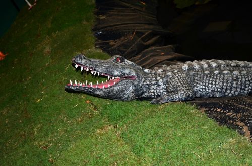 crocodile alligator model