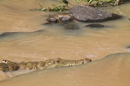 crocodile  wildlife  reptile