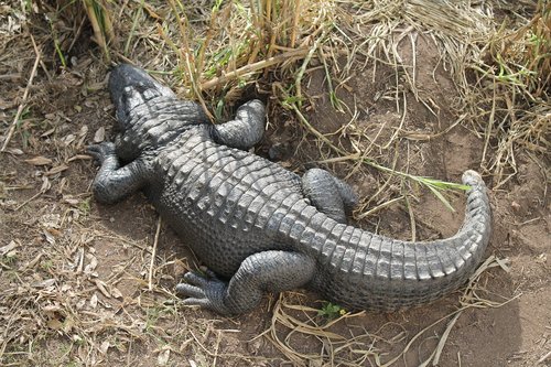 crocodile  scavenger  wildlife