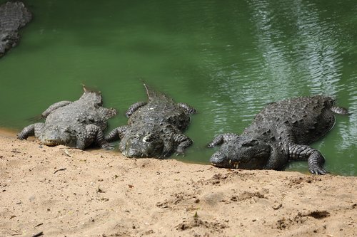 crocodile  pond  beach