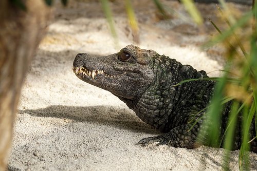 crocodile  tooth  reptile