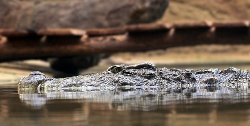 crocodile  alligator  reptile