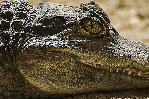 crocodile  animal portrait  lizard