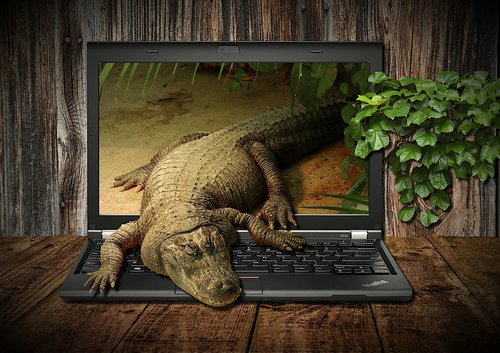 crocodile  laptop  display