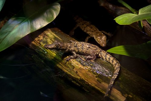 crocodile  alligator  croc