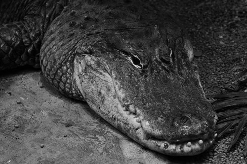 crocodile  black and white  animal