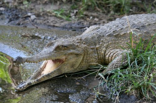crocodile open mouthed reptile