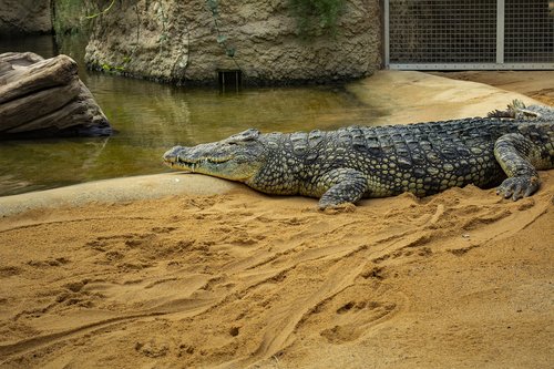 crocodile  zoo  alligator