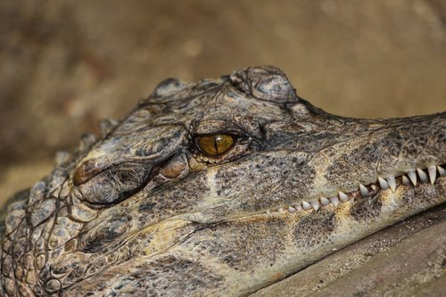 crocodile  eye  alligator