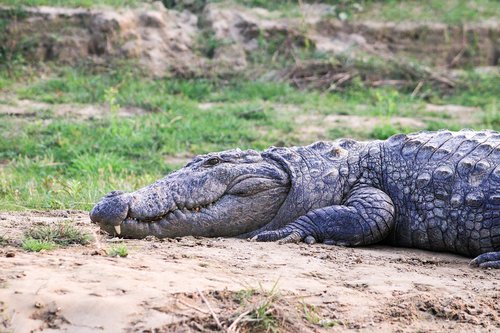 crocodile  animal  wildlife