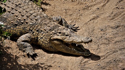 crocodile  reptile  alligator