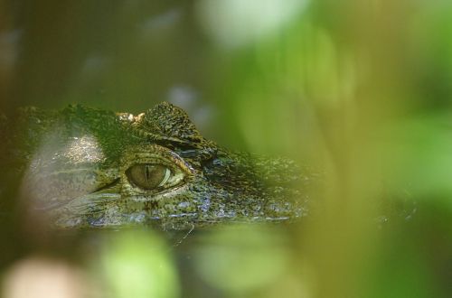 crocodile green guyana