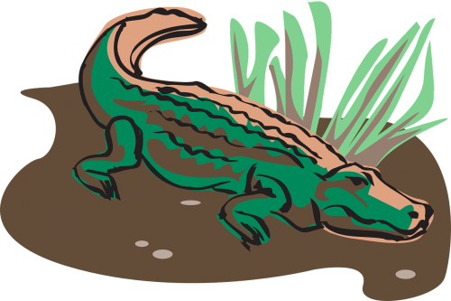 crocodile alligator gator