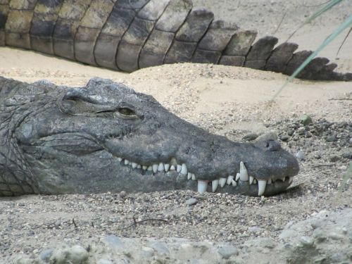 crocodile alligator foot