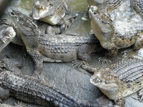 crocodile reptile philippines crocodile