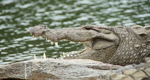 crocodile snout crocodylus porosus
