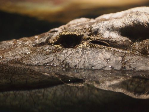 crocodile alligator water