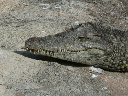 crocodile head reptile