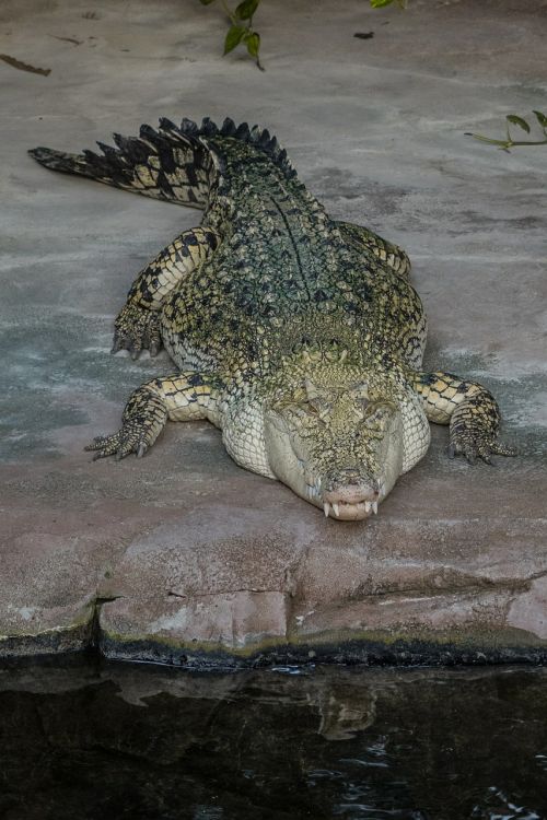 crocodile tooth reptile
