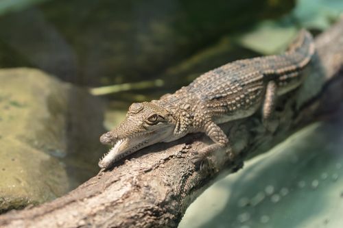 crocodile baby young