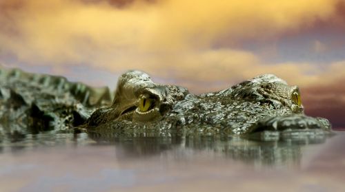 crocodile animal nature