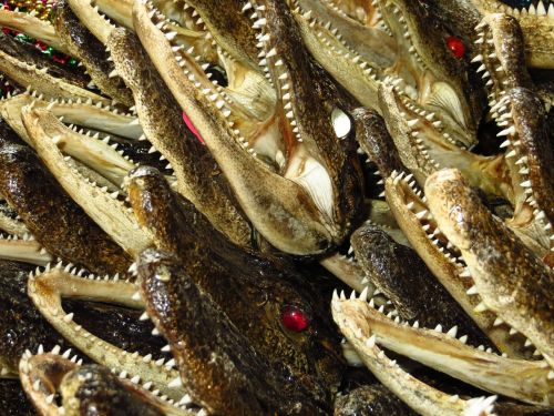 crocodile alligator mouth