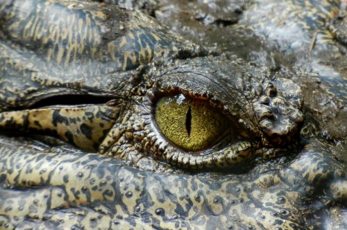 crocodile eye animal