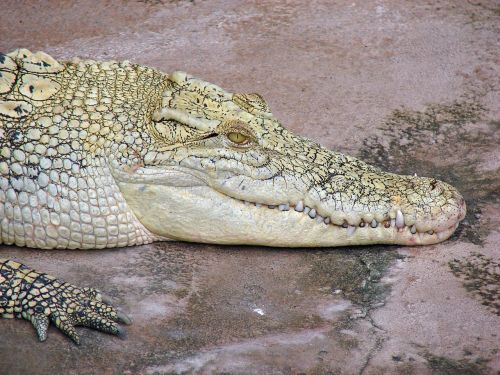 crocodile profile close