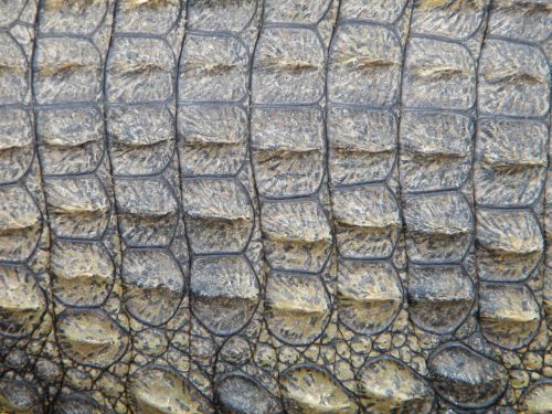 crocodile skin reptile