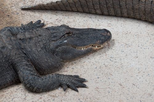 crocodile zoo alligator