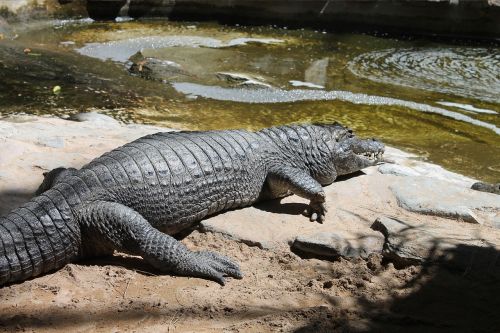 crocodile expensive park