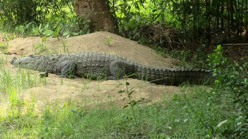 crocodile reptile crocodylus