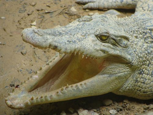 crocodile mouth animals