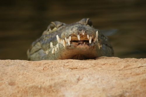 crocodile teeth danger