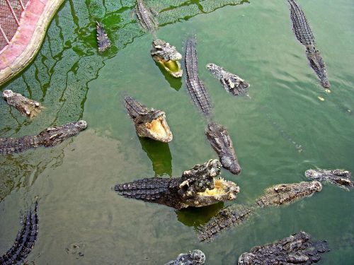 crocodile samut prakan thailand